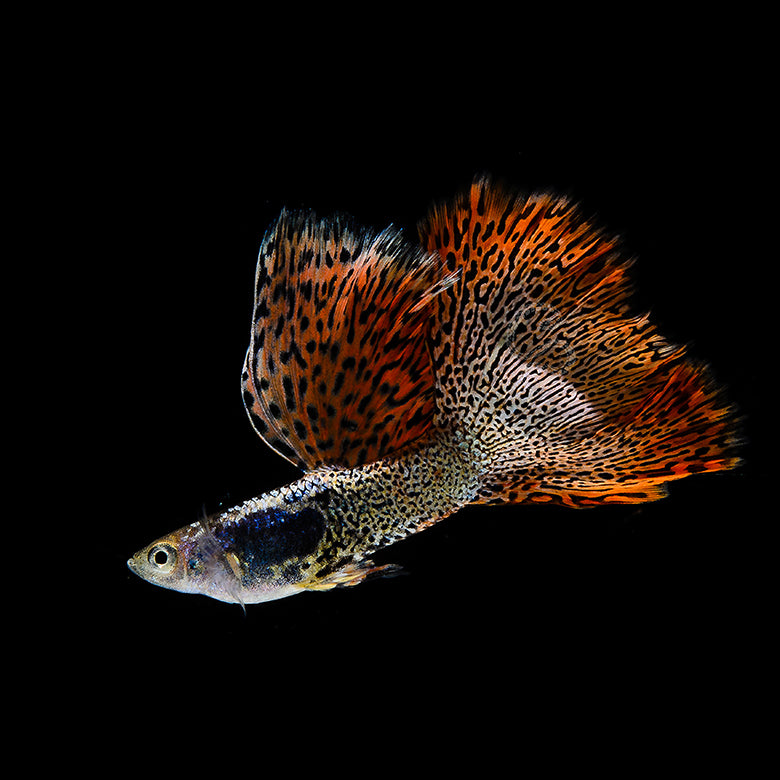Metalic Red Lace Guppy Pair – Jadren Aquatics