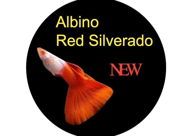 Albino Red Silverado Guppy Pair