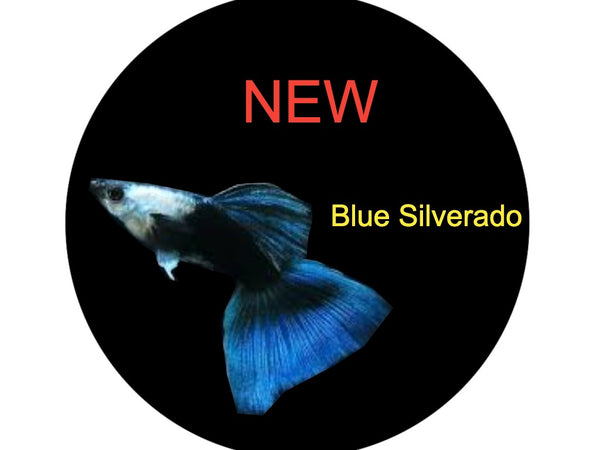 Blue Silverado Guppy Pair