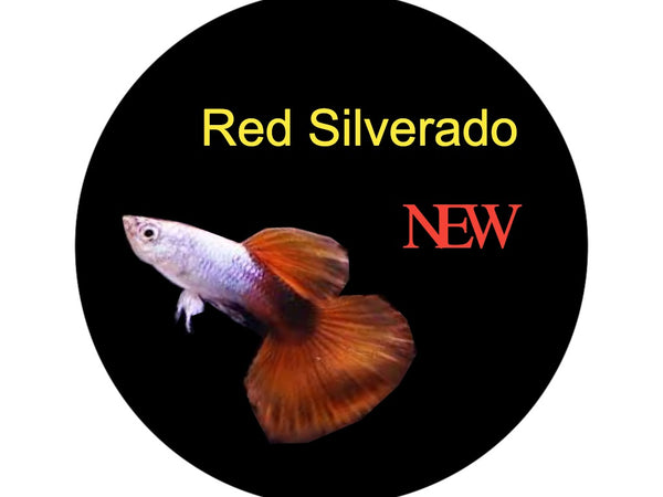 Red Silverado Guppy Pair