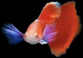 Albino Full Red Blue Dumbo Ear Guppy Pair – Jadren Aquatics