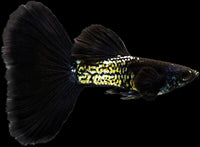 Black Metal Snakeskin Guppy Pair