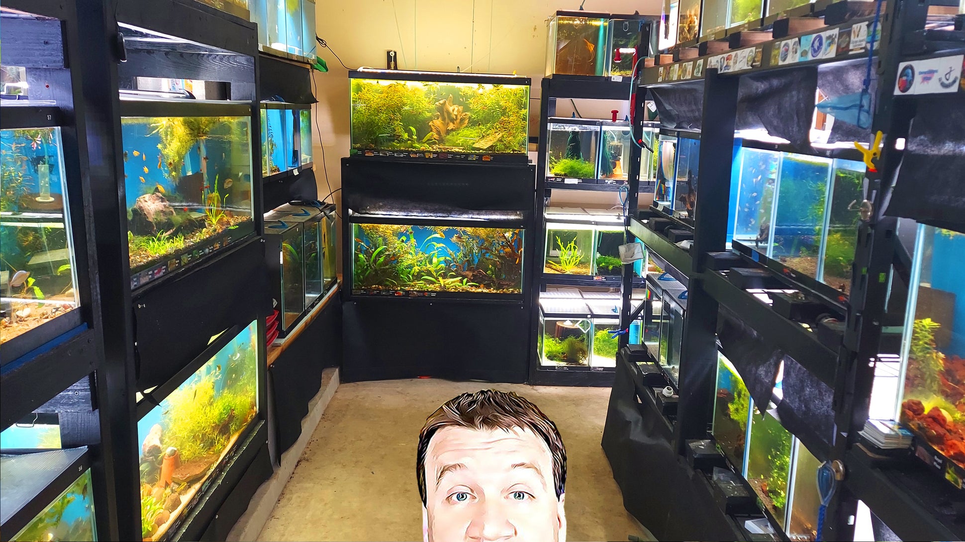 Jadren Aquatics - Shipping Fish from My Fish Room to Yours!