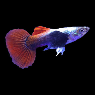 Platinum Red Tail Dumbo Ear Guppy Pair