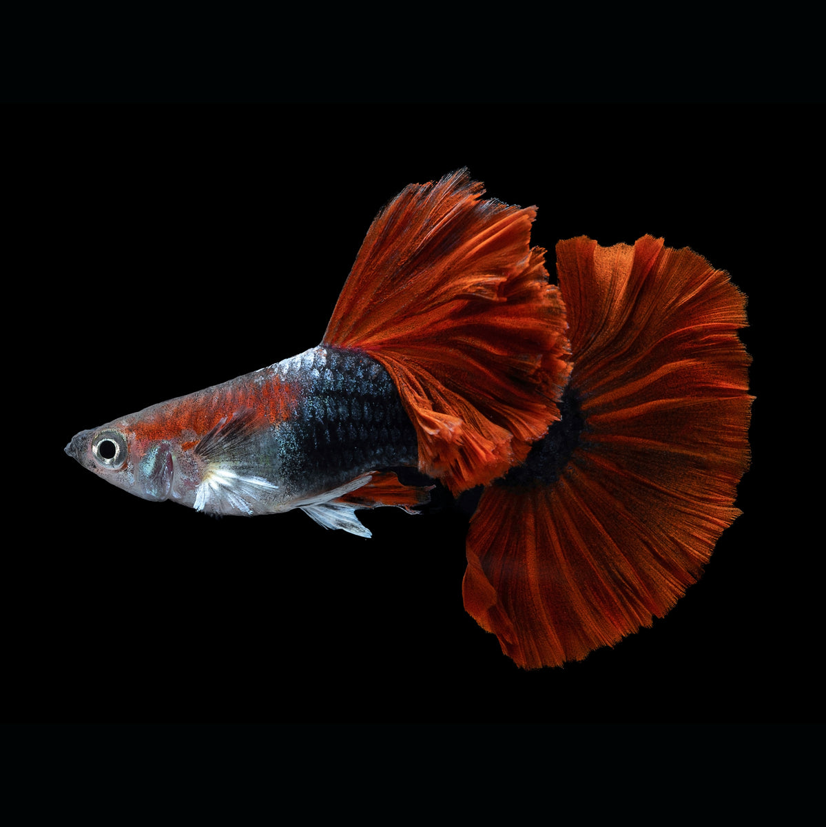 Half Black Red Rose Guppy Pair – Jadren Aquatics