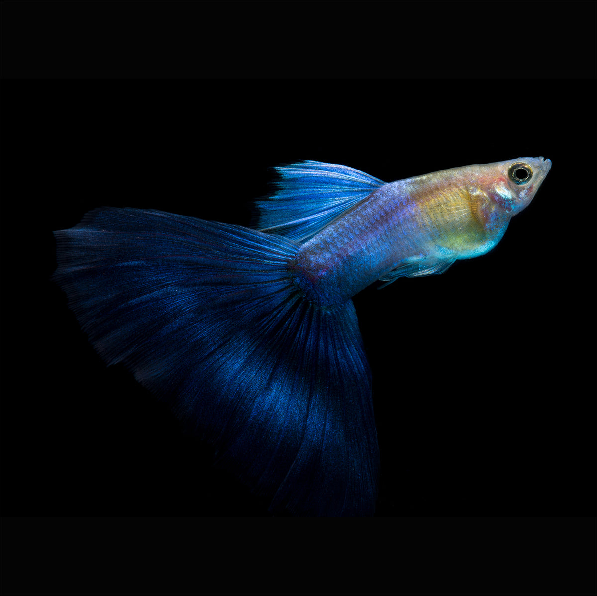 Japan Blue Guppy Pair – Jadren Aquatics