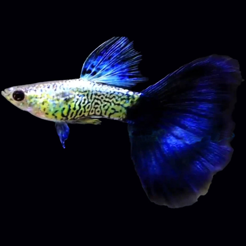 Live Snakeskin Female Guppies – ‘Little Ladies’ Combo, Freshwater, Beginner-Friendly