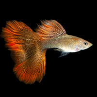 Red Lace Guppy Pair