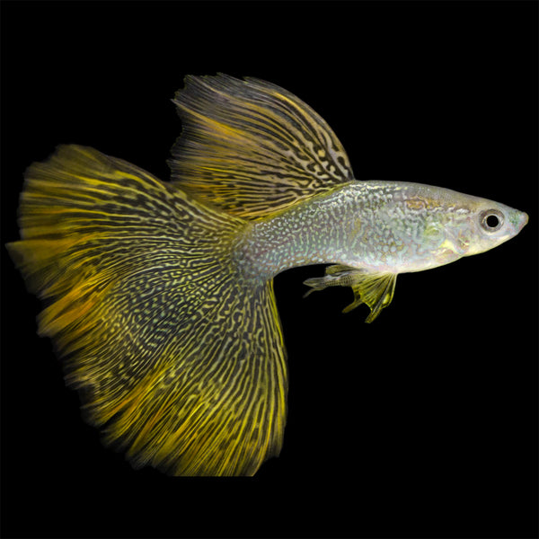 Yellow Lace Guppy Pair