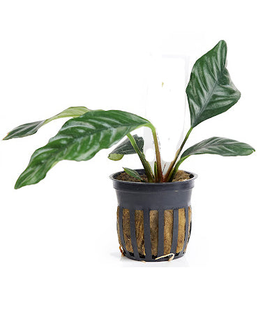 Plants - Anubias Coffeefolie
