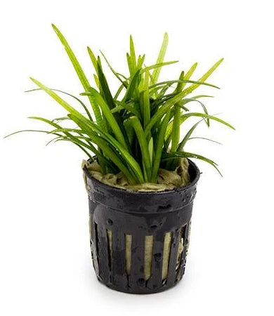 Plants -  Sagittaria Dwarf Potted