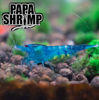 Neocaridina Shrimp - Blue Diamond Shrimp x5