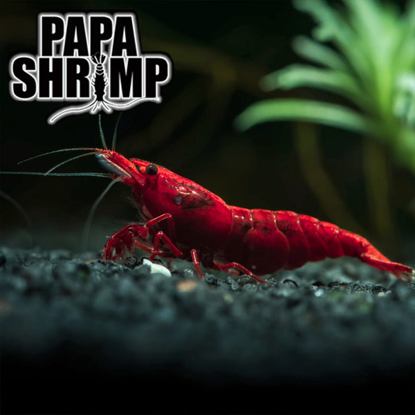 Neocaridina Shrimp - Fire Red Shrimp x5